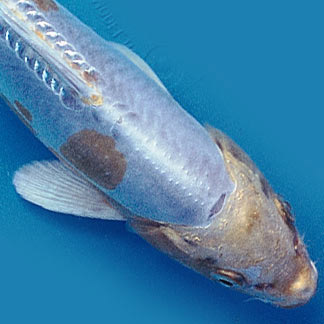 blue fish1